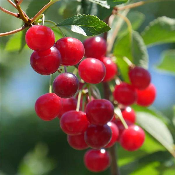Close up of red fruit on a Montmorency cherry tree.