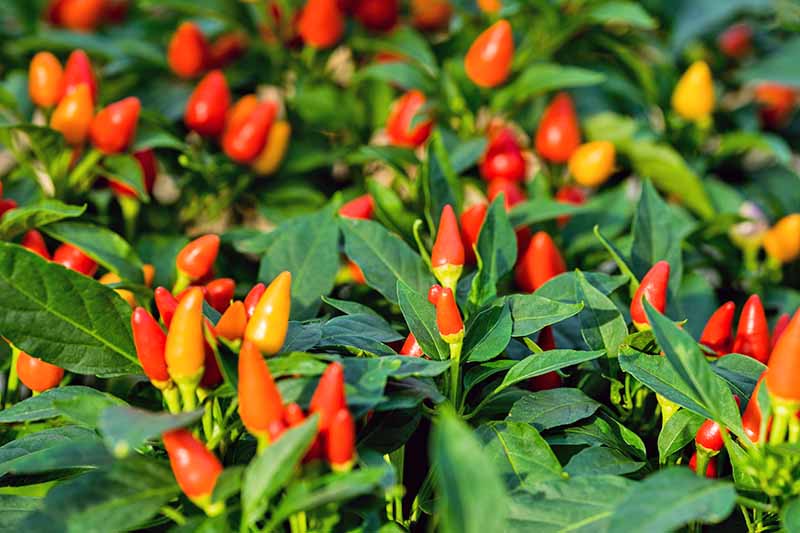 Yellow, red, and orange ornamental peppers grow on bushes with green leaves.