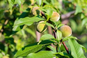 How to Diagnose and Prevent Phony Peach Disease