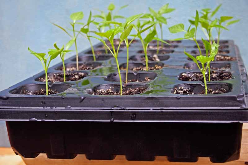Seedlings in a plastic start tray with adequate airflow.