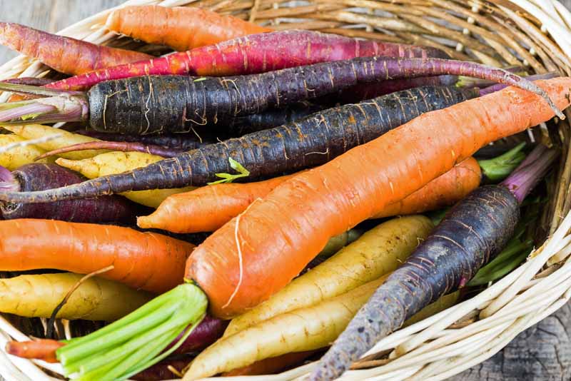 Select the Best Carrot Varieties - FB