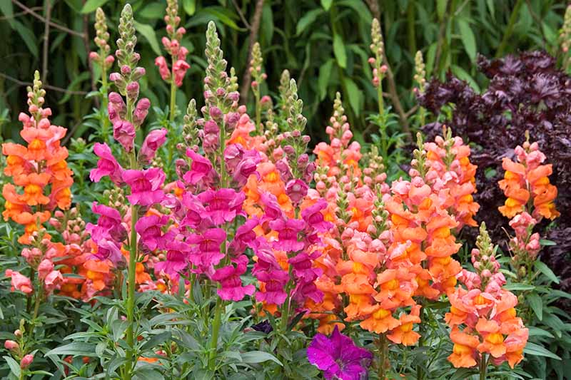 Vertical spikes of dark pink and melon-colored snapdragon flowers with green leaves, growing in a garden bed with other plants.
