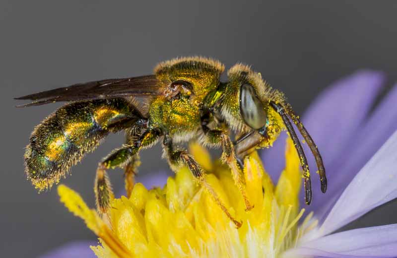 Macro shot of sweat bee on a the yellow center of a flower.