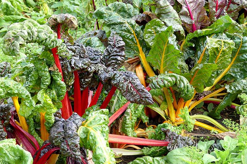 Closeup horizontal image of chard with green leaves and red or yellow stems, growing in the garden.