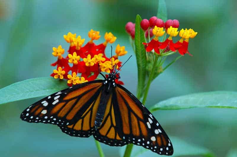 ‘Red Butterfly’ Asclepias or Milkweed with a Monarch butterfly feeding on the blooms.