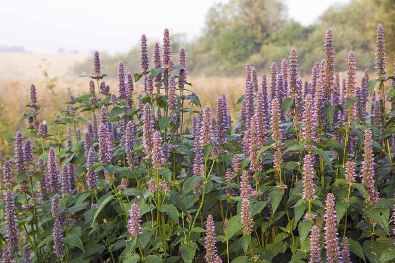The 19 Best Perennials For Late Summer Color Gardener S Path,Grey Neutral Living Room Colors