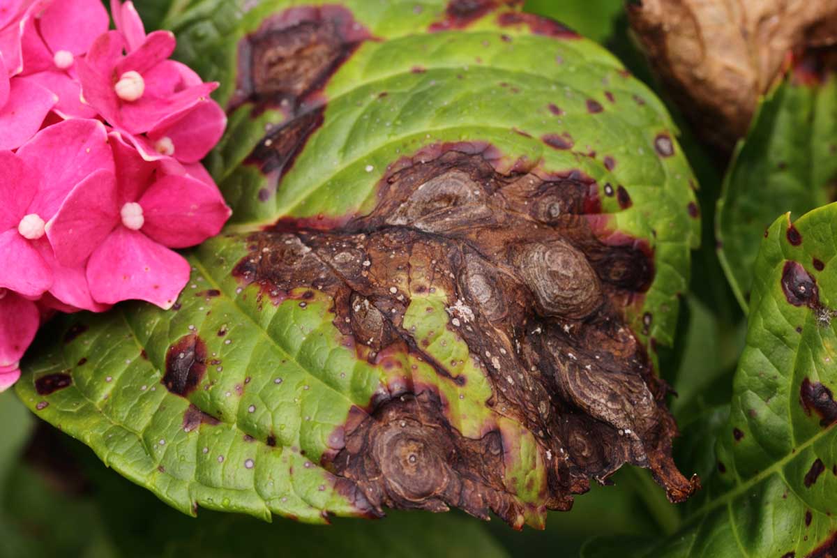 A hydrangea leaf showing heavy signs of anthracnose infection.