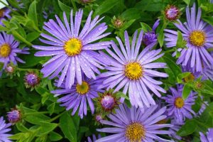Close up of blue purple aster flowers with yellow centers.
