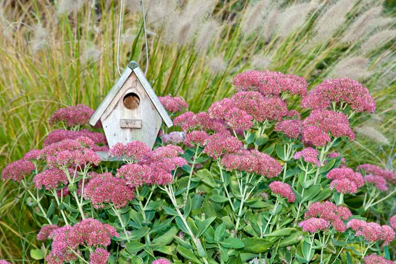 Autumn Joy Stonecrop (Sedum spectabile 'Autumn Joy') next to a small, wooden birdhouse.
