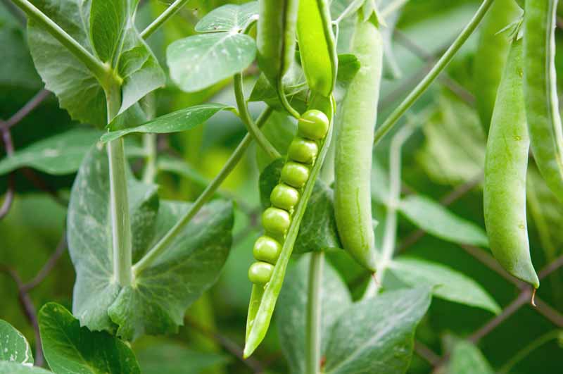Close up of a ripe pea pod grown in a fall garden.