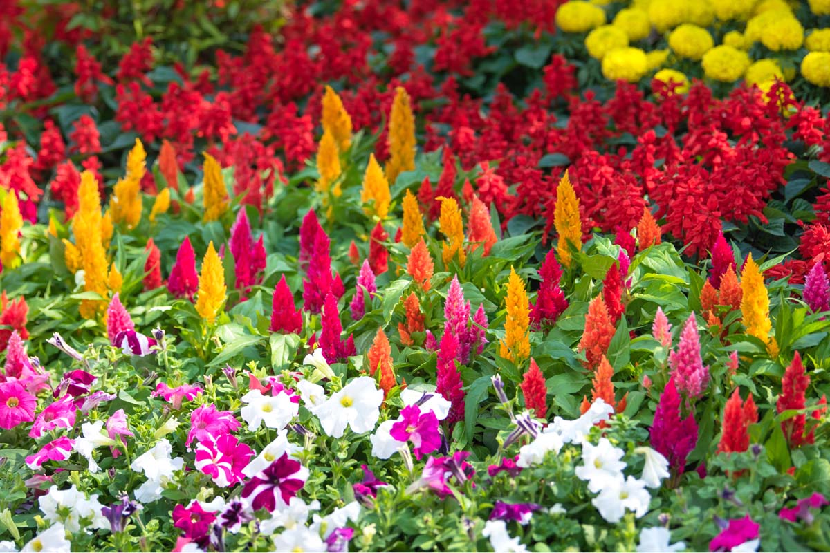 Celosia, petunias, and red blooming salvia plants in a late summer flower garden