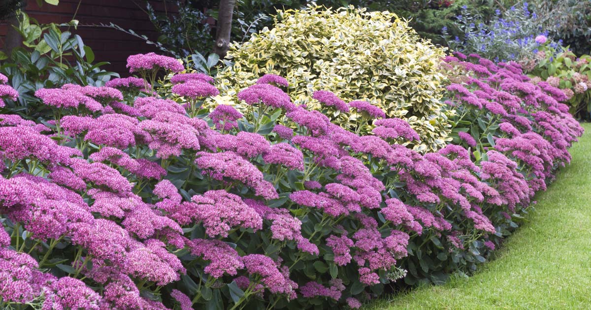 The 19 Best Perennials for Late Summer Color