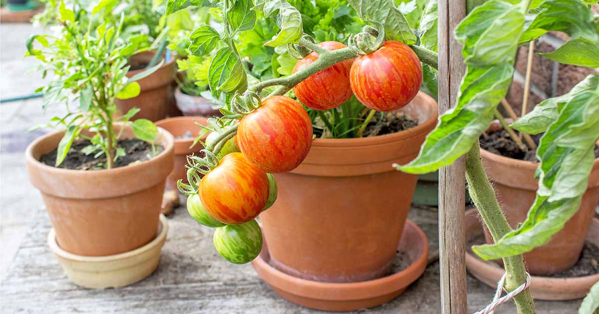 The Best 11 Vegetables to Grow in Pots and Containers | Gardener’s Path