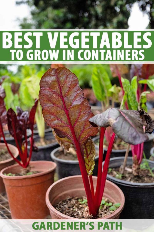 The Best 11 Vegetables to Grow in Pots and Containers | Gardener’s Path