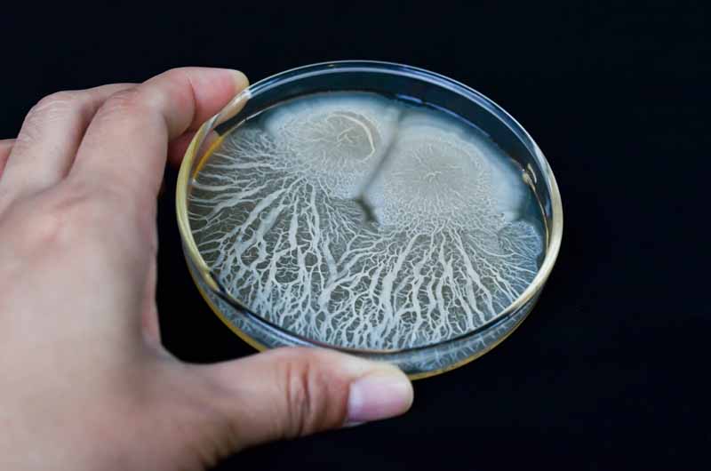 Biofungicide Bacillus subtilis grown in a petri dish. A human hand holds the dish to the camera. Black background.