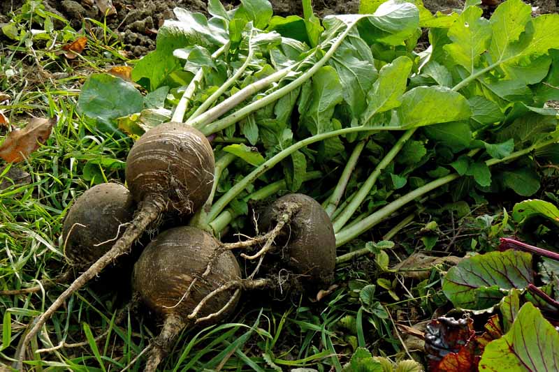 Black colored, freshly pulled winter radishes laying on garden soil.