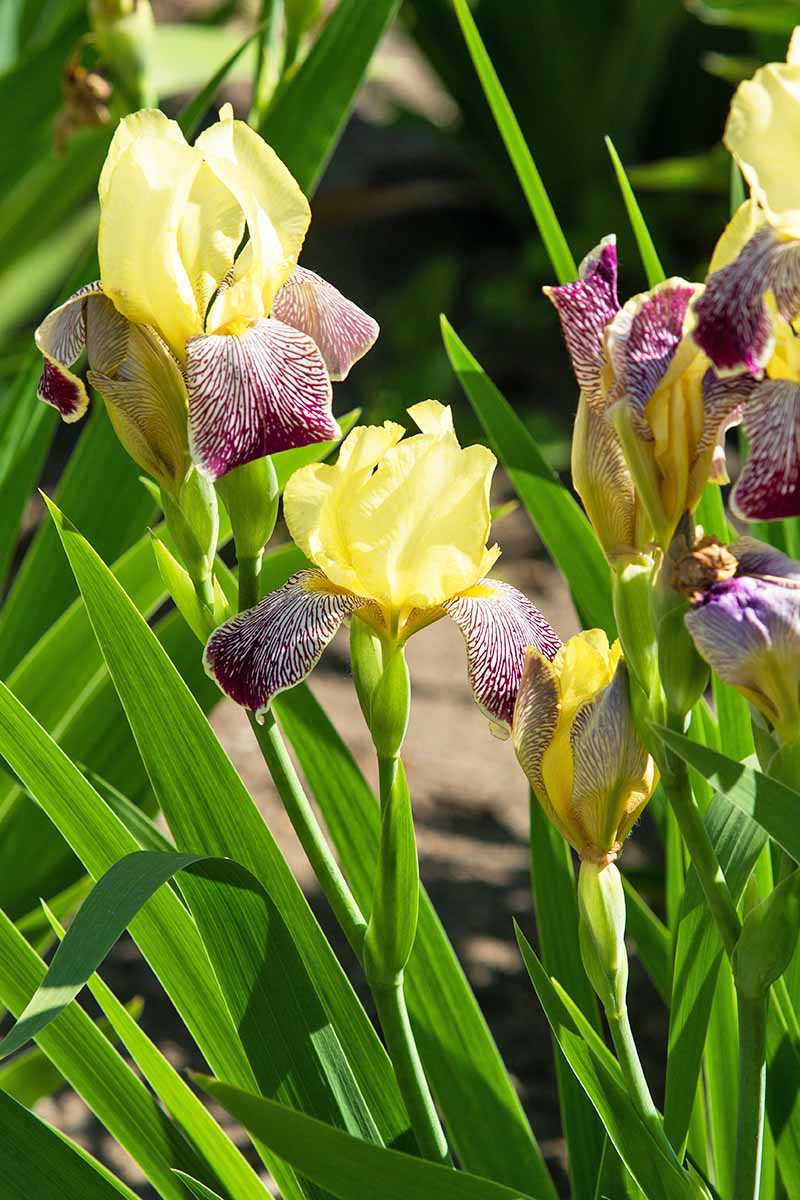 Vertical image of pale yellow and speckled maroon with white 'Blatant' irises, on long green stems with green straplike sturdy leaves that comes to a point at the tip.