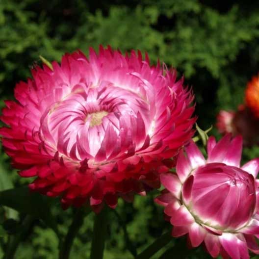 Close up of a 'bright rose' colored strawflower blossom.
