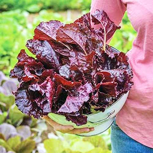 Square image of the torso and arm of a woman in a pink t-shirt and blue jeans, holding a container filled with 'Burgundy Delight' lettuce just picked from the vegetable patch in the background.