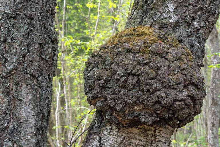 Burl Insect What's the Difference Between Tree Burr Knots (Burl) and Crown Galls?