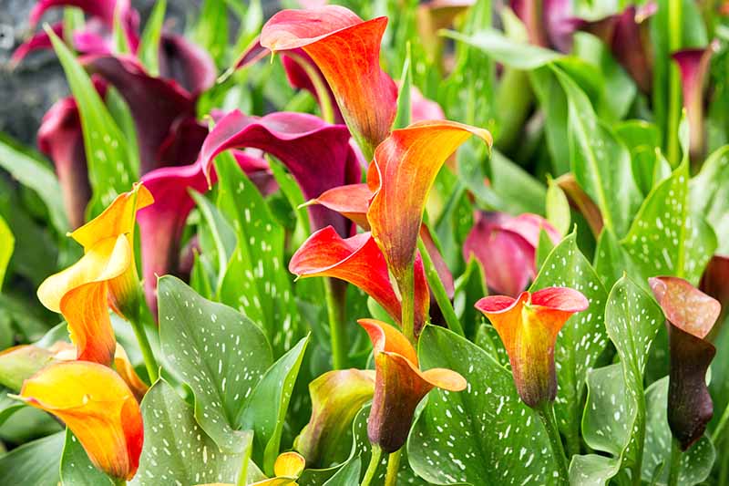 Maroon, yellow, pink, and orange calla lilies, with large green leaves with white speckles.