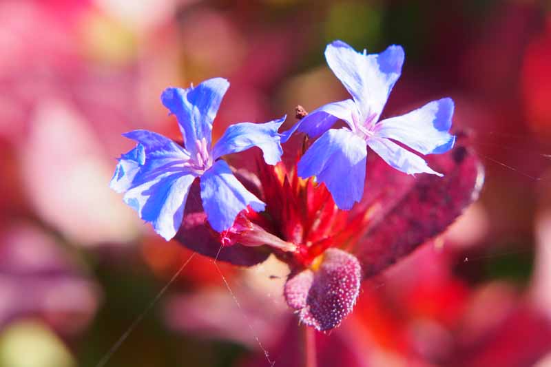 A close up horizontal image of two blue and white leadwort flowers with a diffused red foliage background.