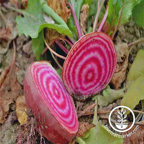 Square closeup image of a chioggia beet that has been sliced in half to show the red and pink concentric circles inside, with green leaves, on brown soil.