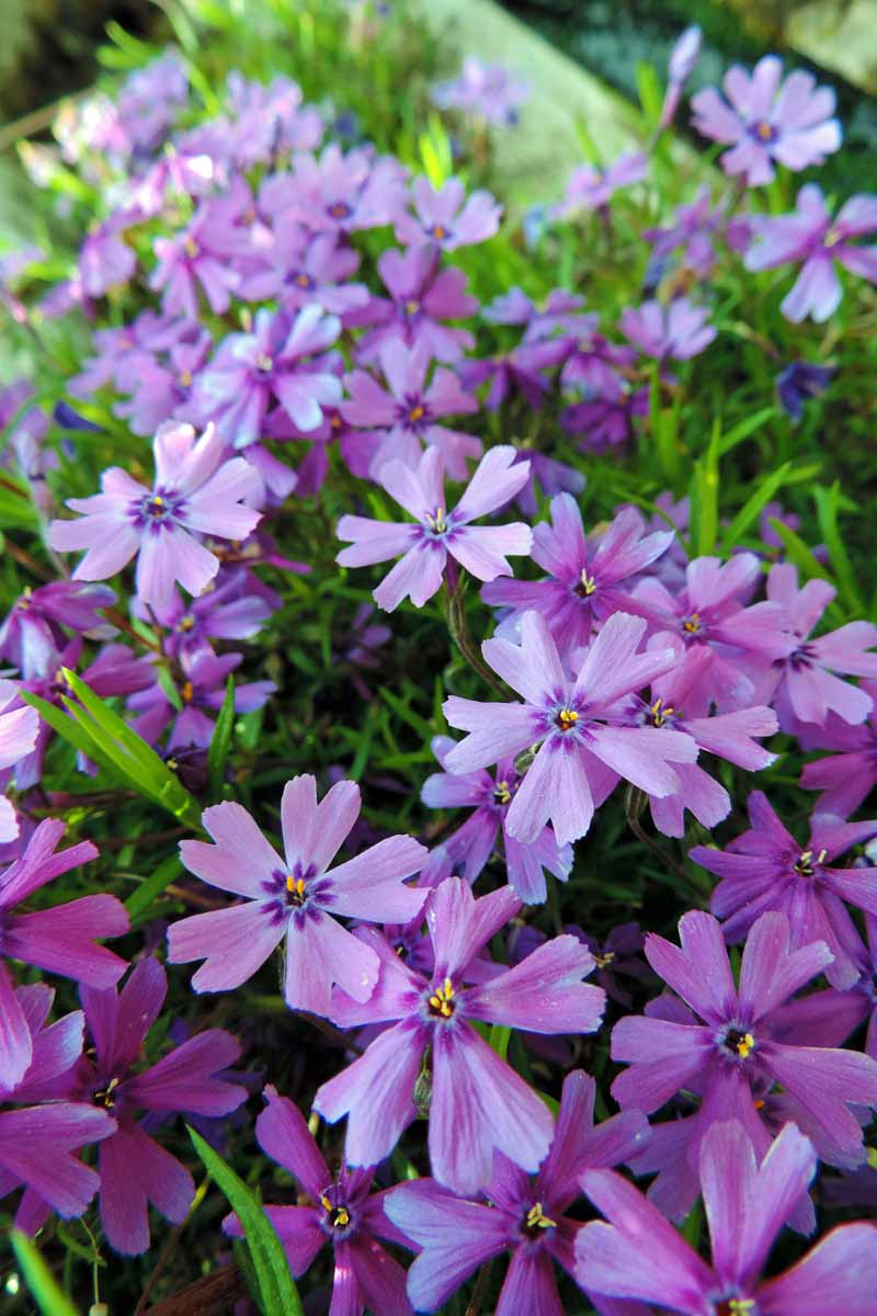 Closeup of pink phlox flowers with five petals each, yellow centers, and a triangular notch in the end of each petal, with bright green narrow leaves.