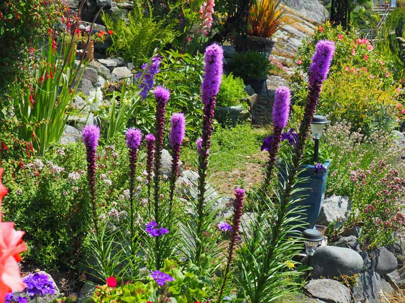 A close up horizontal image of purple blazing star flowers growing in a cottage garden.
