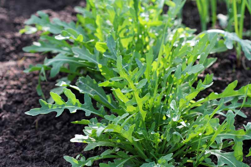 Close up of hearty arugula growing in an autumn garden.