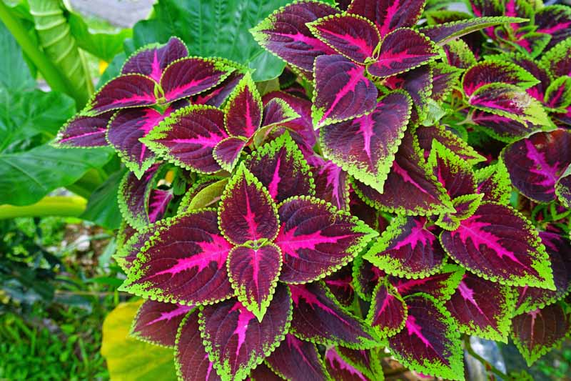 Top down view of the magneta, purple, and vivid green leaves of the Coleus plant (Plectranthus scutellarioides