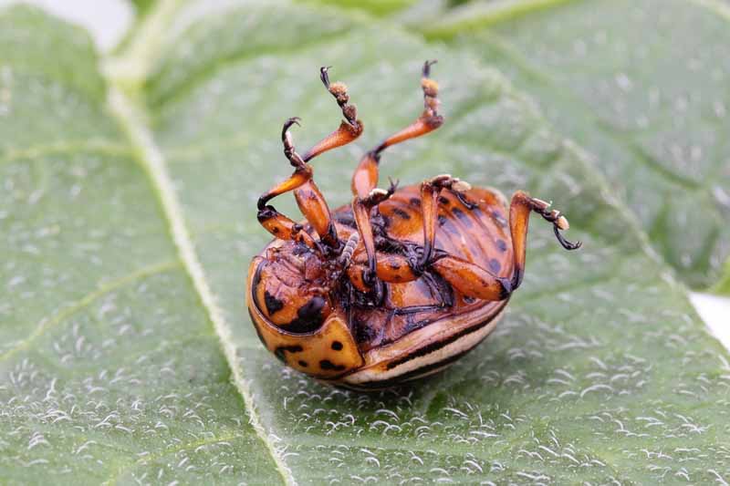A colorado potato beetle belly up from being infected with Bacillus thuringiensis (Bt).