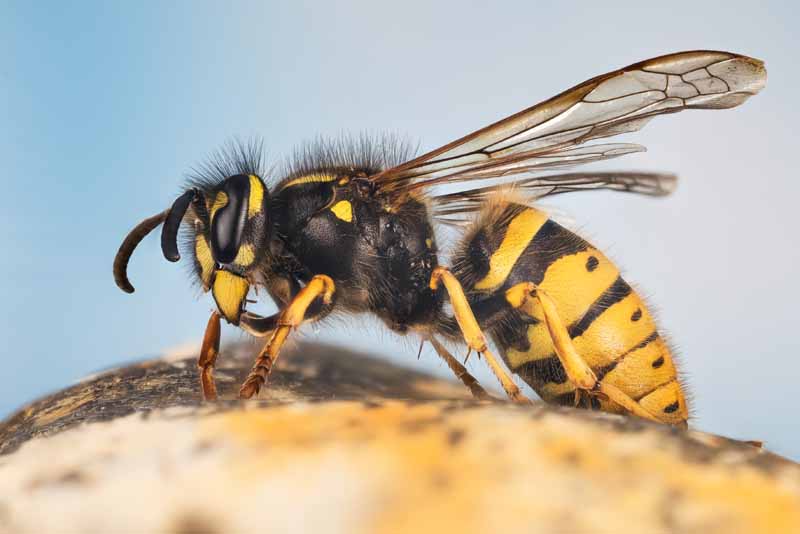 A horizontal image showing the side profile of the Common Wasp, Yellowjacket, Vespula vulgaris, macro shot.