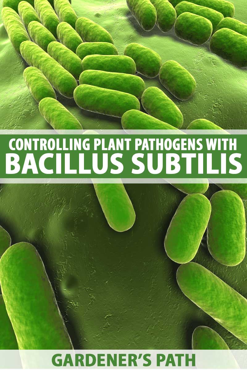 A graphic depicting a microscopic view of Bacillus subtillus