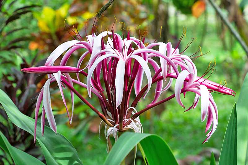 Closeup of a flowering Crinum spider lily with pale pink blooms on maroon stems, with long strap-like green leaves.