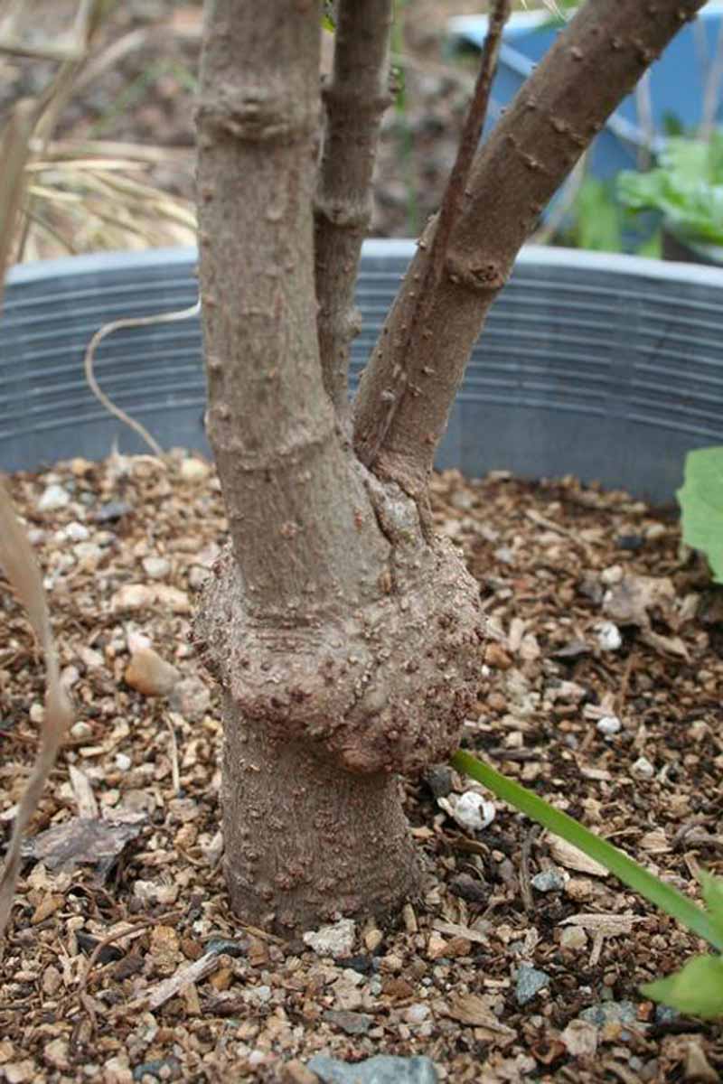 A young tree in a nursery pot showing signs fo crown gall at the base of its trunk.