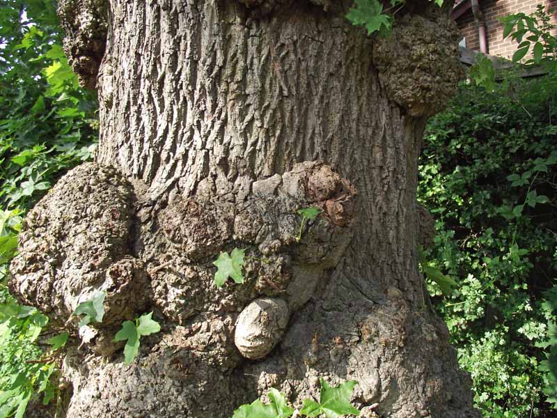 Close up of a crown gall on a mature tree trunk.