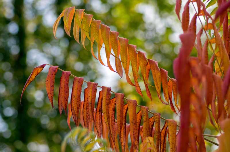 Cutleaf staghorn sumac (Rhus typhina 'Laciniata’) with orange and red leaves in the autumn.