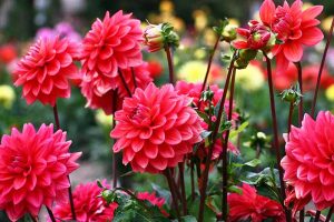 Many blooming dark pink dahlia flowers on long stems, with green foliage.