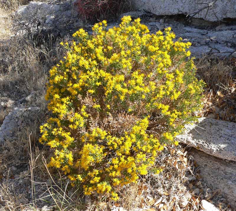 The yellow blooms fo the desert turpentine bush (Ericameria laricifolia) on a rocky outcrop in the American southwest.