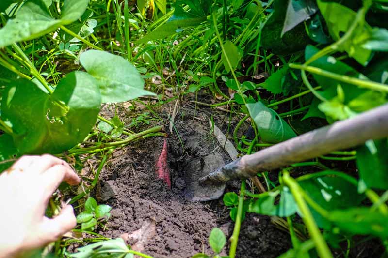 A tile spade is used to dig out a sweet potato from the soil.
