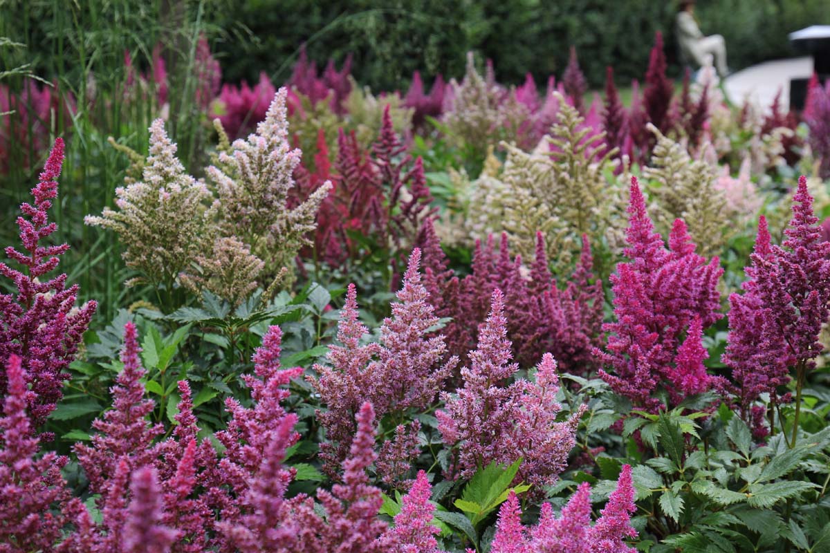 Pink, white, and purple astilbe flowers in boom.