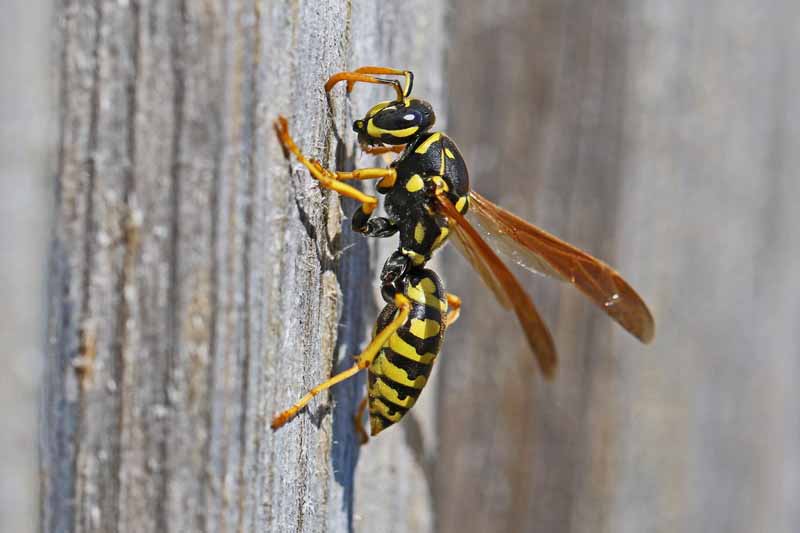 A close up horizontal image of a tree wasp, Dolichovespula sylvestris, on the bark of a tree, pictured on a soft focus background.