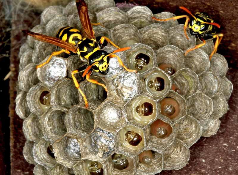 Close up view of Dolichovespula wasps on nest with larvae and eggs.