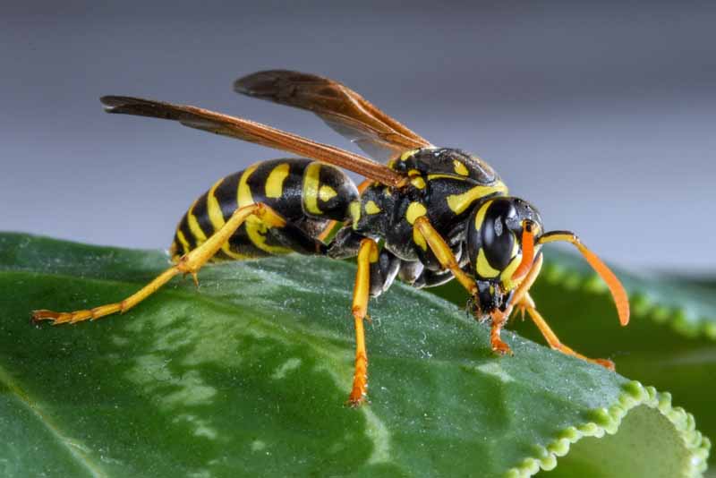 A close up horizontal image of an eastern yellowjacket Vespula maculiforna. Macor shot of the insect on a leaf. Oblique angle.