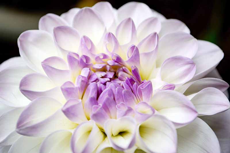 Closely cropped extreme closeup of the white, pale yellow, and lavender petals of an 'Eveline' dahlia flower, with a black background.