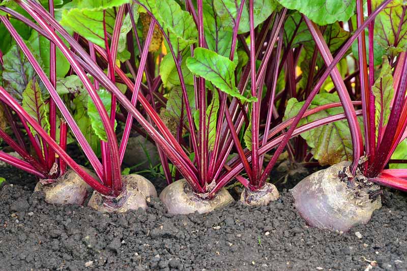 Oblique view of a row of beets growing in a cool-weather garden.