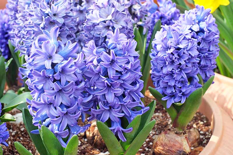 Bluish purple hyacinth flowers with green leaves, growing in a pot.