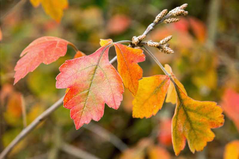 A close up horizontal image of the fall foliage of fragrant sumac pictured on a soft focus background.