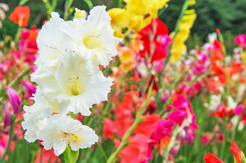 White gladiolus flowers with pale yellow centers, with pink, orange, yellow, and red flowers in soft focus in the background, growing in a field.